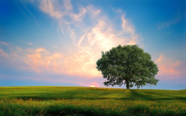 fresh nature tree-natural landscape HD wallpaper 2560x1600